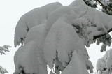 P1020095 Snow on branches